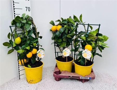 Citr Meyeri Meyer 3+