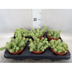 Sedum burrito