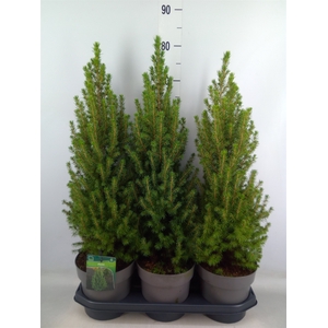 Picea glauca 'Perfecta'