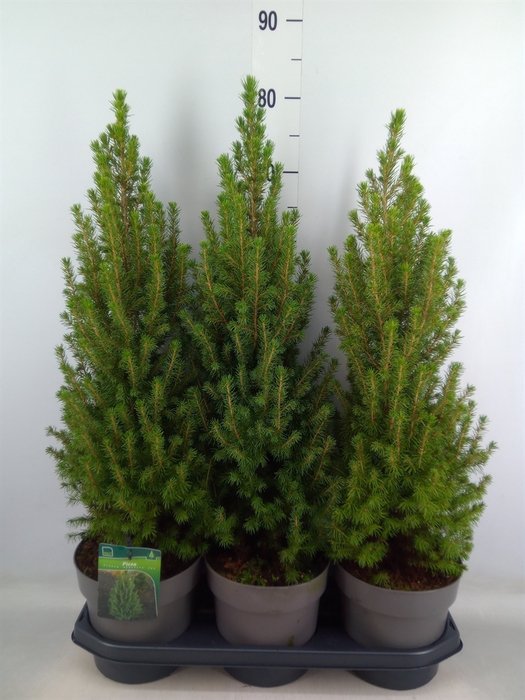 <h4>Picea glauca 'Perfecta'</h4>