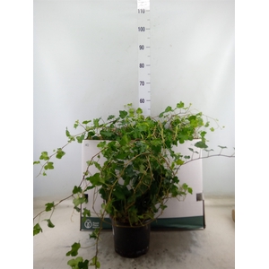 Hedera helix   ...