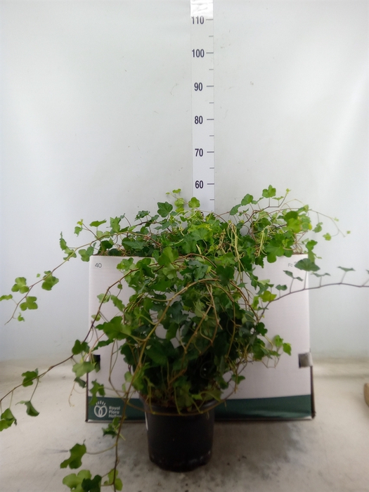 <h4>Hedera helix   ...</h4>