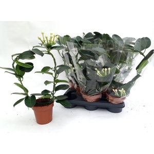 .Stephanotis floribunda overig