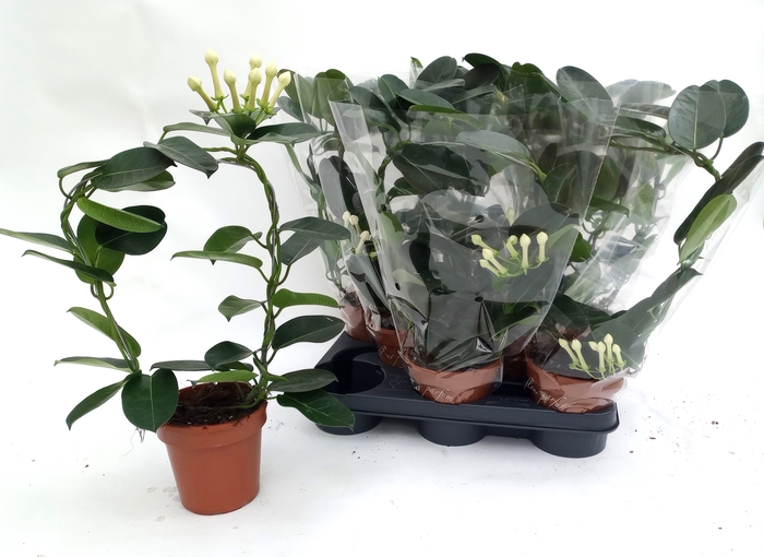<h4>.Stephanotis floribunda overig</h4>