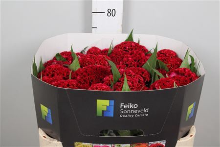 <h4>Celosia arg. CR 'Act Dara'</h4>