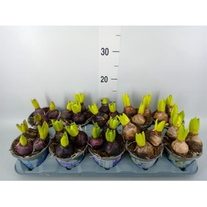 Hyacinthus orie.   ...mix 5