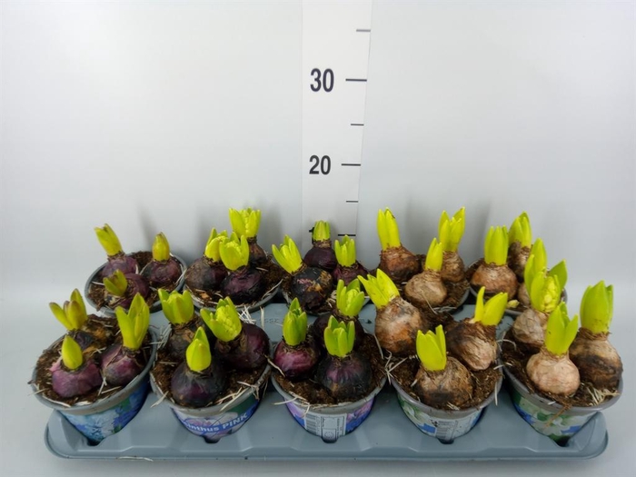 <h4>Hyacinthus orie.   ...mix 5</h4>