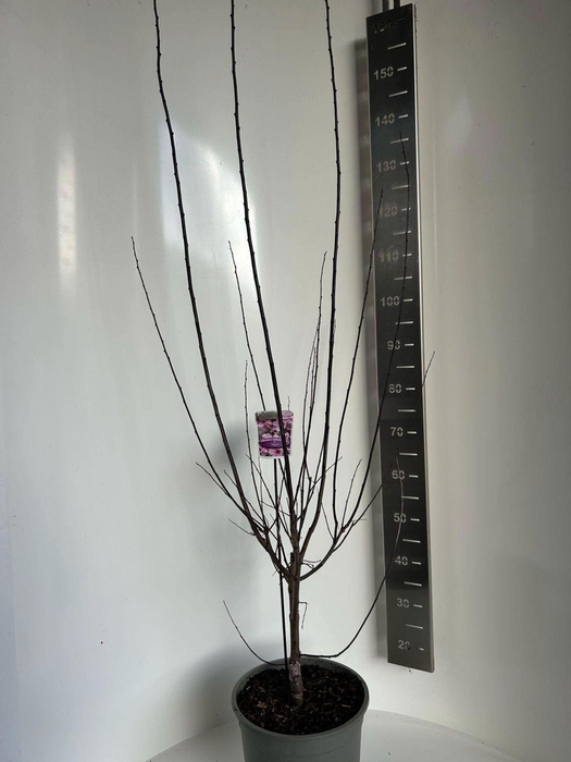 Prunus cerasifera Nigra