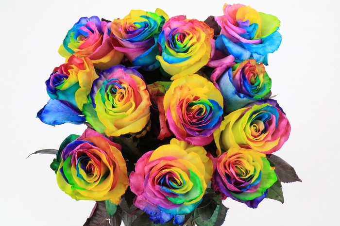 Rosa Ec Painted Magic Rainbow