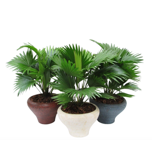 Livistona rotundifolia in Hoedje mix