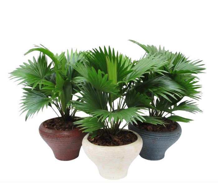 <h4>Livistona rotundifolia in Hoedje mix</h4>