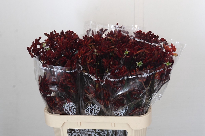 <h4>Anigozanthos Early Spring</h4>