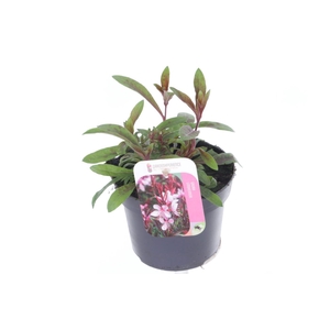 Gaura lind. Gaudi Rose