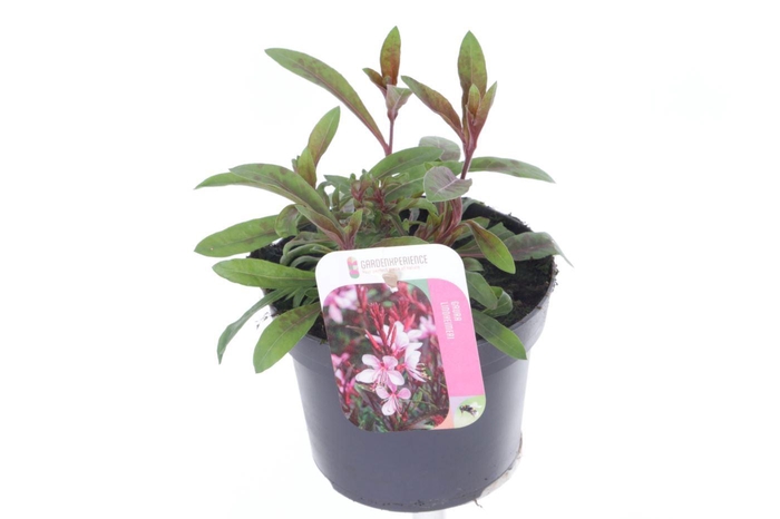 <h4>Gaura lind. Gaudi Rose</h4>