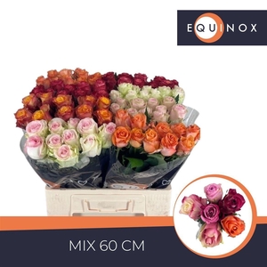 Rosa grootbloemig gemengd in fust