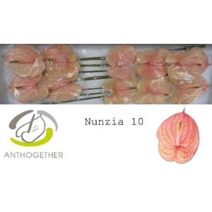 Anth. andr. 'Nunzia' x10