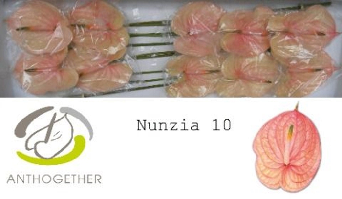 <h4>Anth. andr. 'Nunzia' x10</h4>