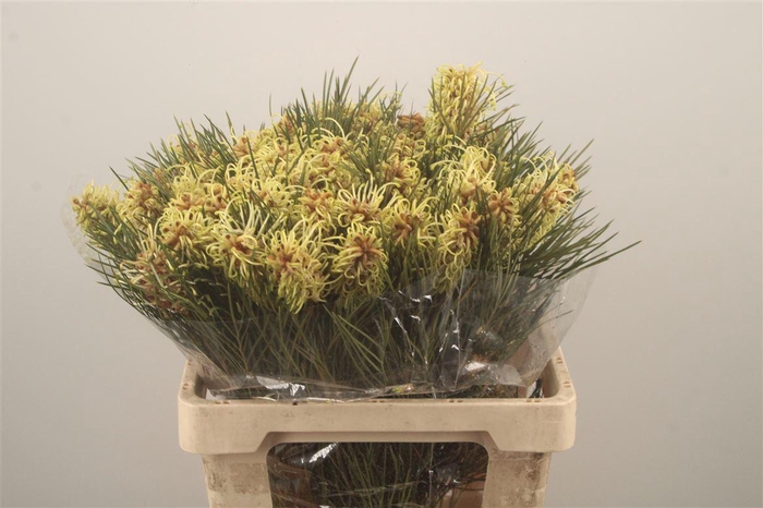 <h4>Grevi Spiderman</h4>