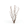 Syringa Branch Super Rheinberger