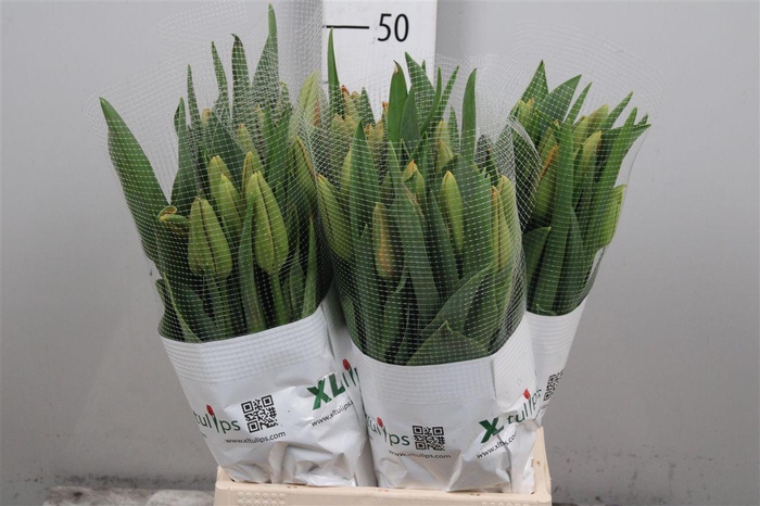 <h4>Tu En Avignon</h4>