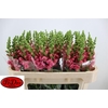 Antir Avignon Rose