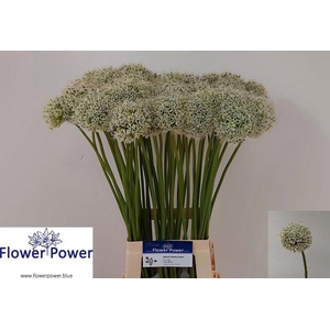 ALLIUM WHITE GIANT