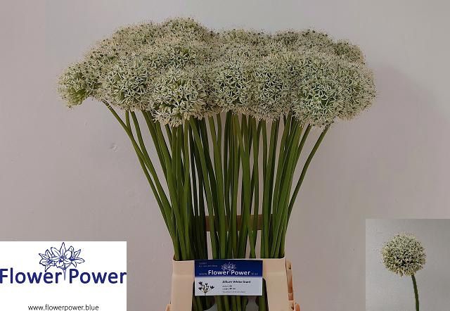<h4>ALLIUM WHITE GIANT</h4>