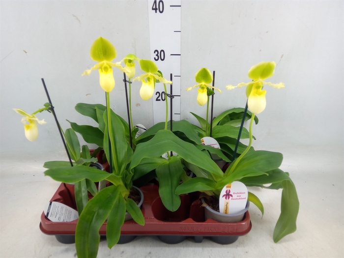 <h4>Paphiopedilum   ...</h4>