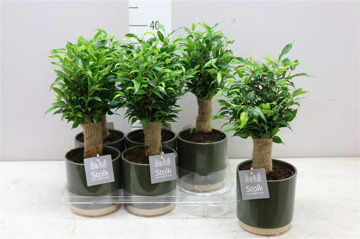 <h4>Ficus Natasja Jute Stam Julia Groen Keramiek</h4>