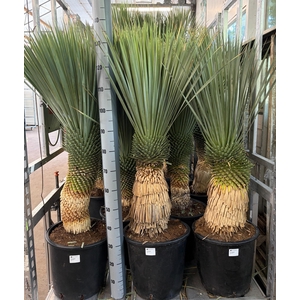 YUC ROSTRATA