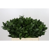 Ruscus aculeatus   ...groot blad