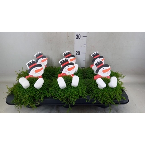 Soleirolia soleirolii   ...green