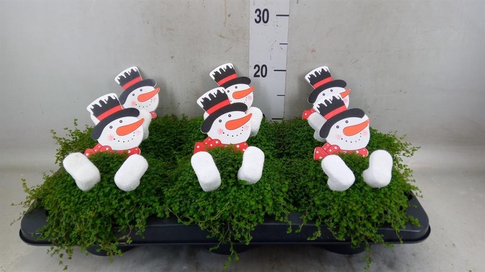 <h4>Soleirolia soleirolii ...green</h4>