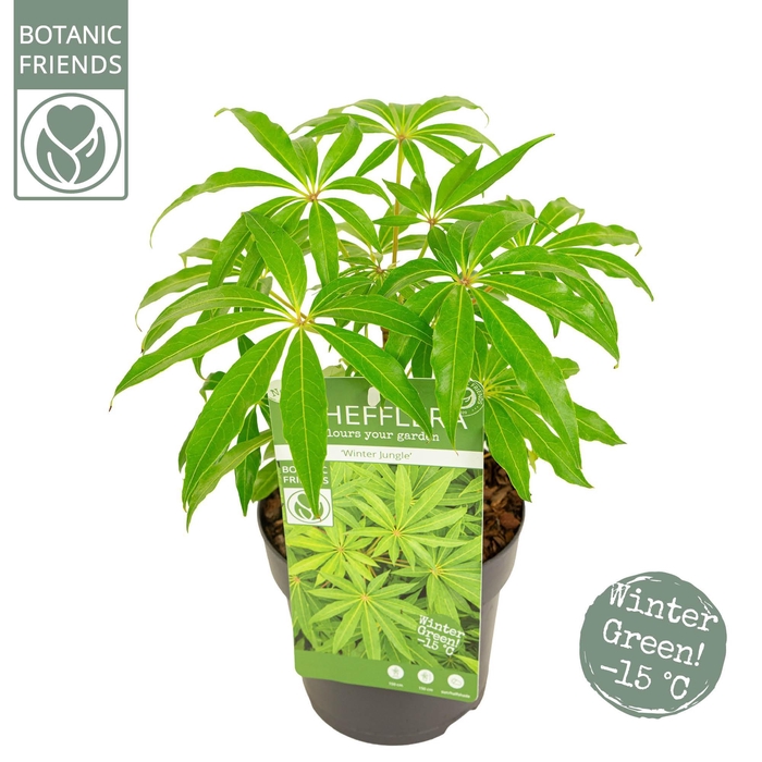 <h4>Schefflera 'Winter Jungle'</h4>