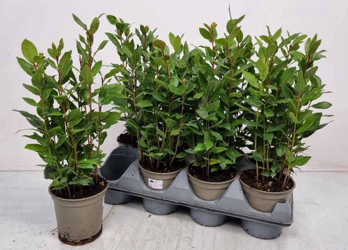 <h4>LAU NOBILIS</h4>