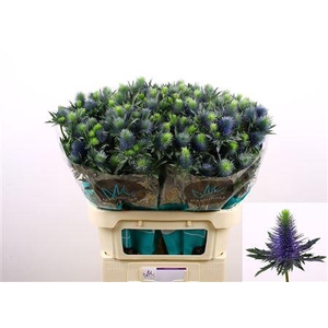 Eryn Supernova Qstar