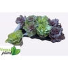 BRASSICA (SIERKOOL)