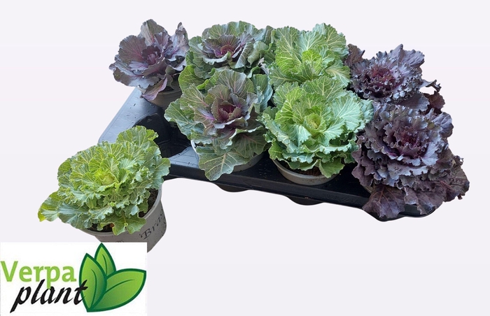 BRASSICA (SIERKOOL)