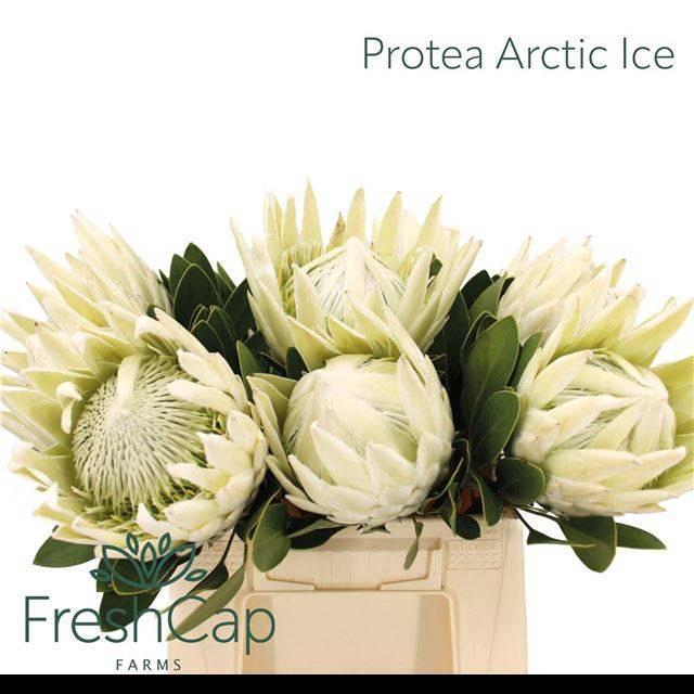 <h4>PROTEA CY AYOBA A IC</h4>