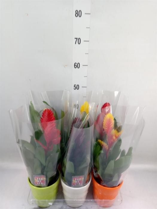 <h4>Vriesea   ...mix 6</h4>