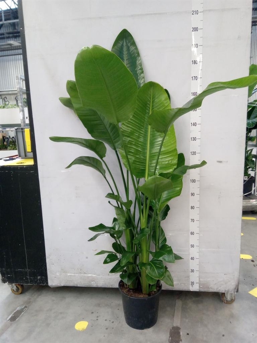 <h4>Strelitzia nicolai</h4>