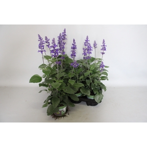 Salvia mystic Spires Blue
