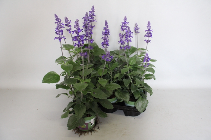 <h4>Salvia mystic Spires Blue</h4>