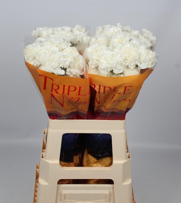 <h4>DI ST ANTARCTICA</h4>