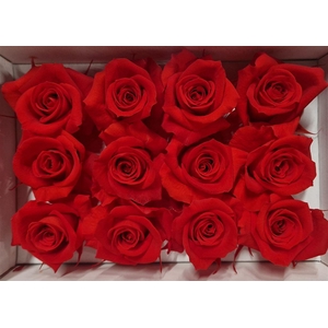 Ro Pres Mini Red Light