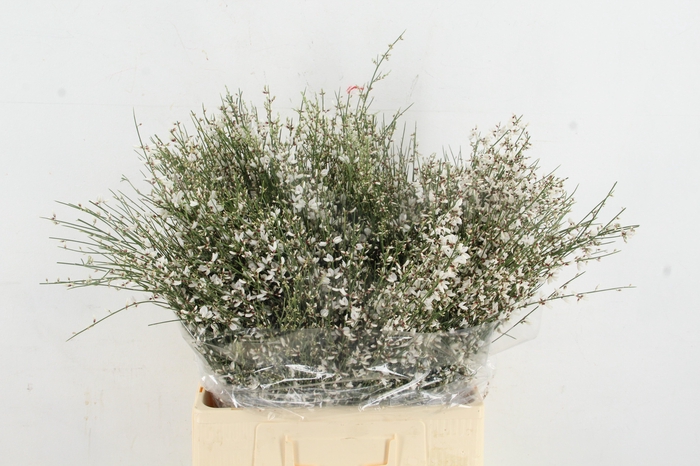 <h4>GINSTER WHITE 400GR</h4>