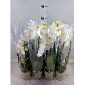 Phalaenopsis   ...white