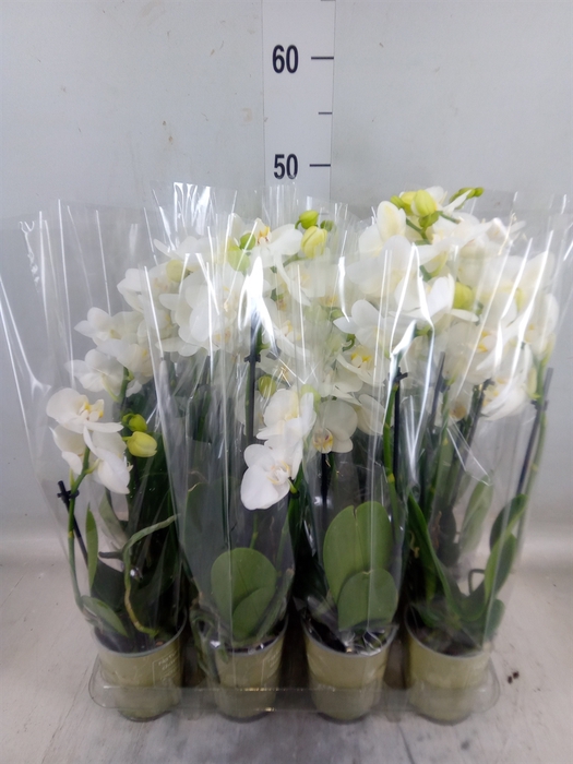 <h4>Phalaenopsis   ...white</h4>