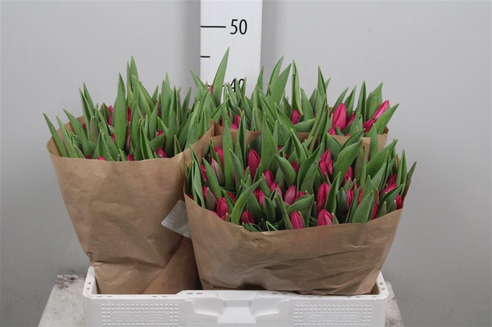 <h4>Tu En Pink Ardour</h4>