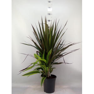 Planten  ..mix
